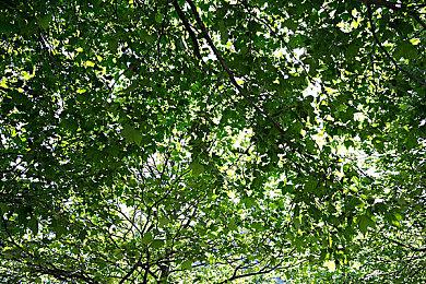 EA为《孢子》组建新团队 但暂时没有大更新或续作计划