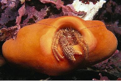 《无限试驾：太阳王冠》新预告展示法拉利车型集锦